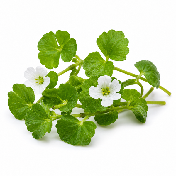 Brahmi