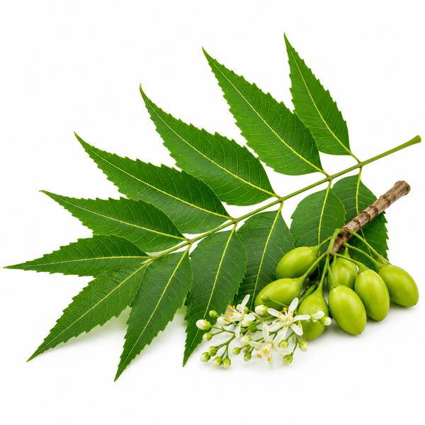 Neem