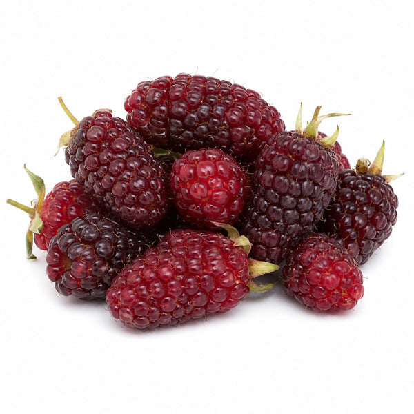 TAY BERRY