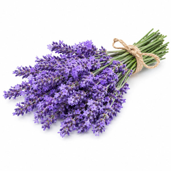LAVENDAR